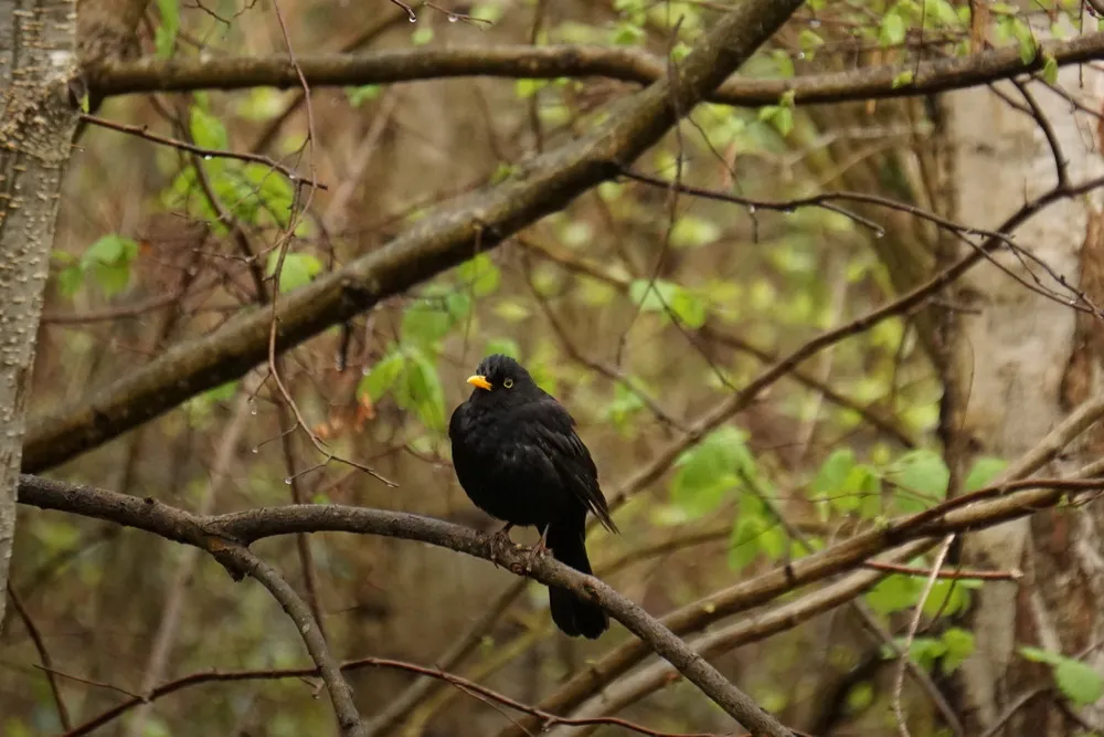 Ein schwarzer Vogel mit orangenem Schnabel sitzt auf einem Ast in einem Wald.