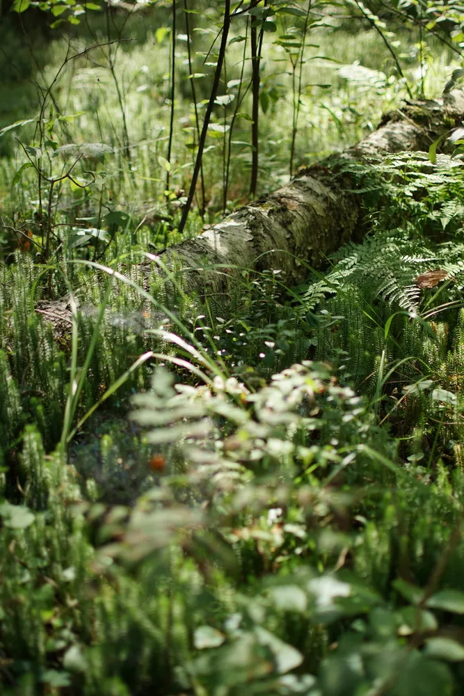 Ein Baumstumpf einer Birke liegt im Unterholz des Waldes eingebettet.