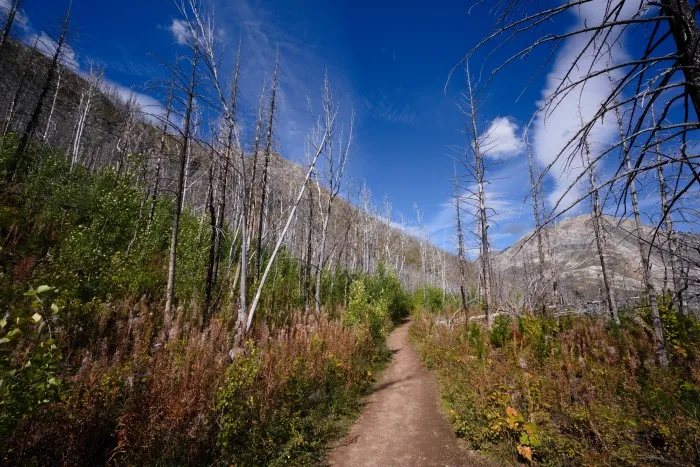Ein schmaler Pfad teilt einen Wald aus verkohlten Birkenstämmen in zwei Teile. Um die Birkenstämme wächst rot-grünes Buschwerk. Darüber tiefblauer Himmel mit einzelnen Wolken. Im Hintergrund eine felsige Bergfront.