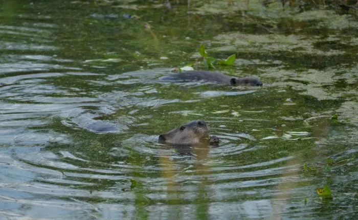 Ein Biber liegt im Wasser und frisst sich an den dortigen Pflanzen satt. Hinter ihm schwimmt ein weiterer Biber.