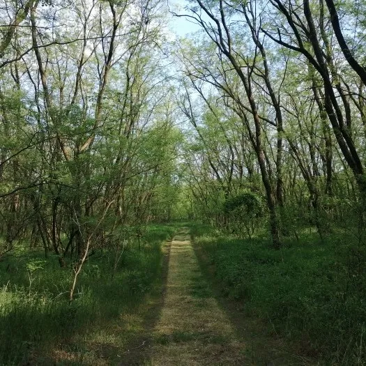 Junge Bäume eines jungen, aber dennoch dichten Waldes strecken ihre zierlichen Zweige in des Licht der herannahenden Abendsonne