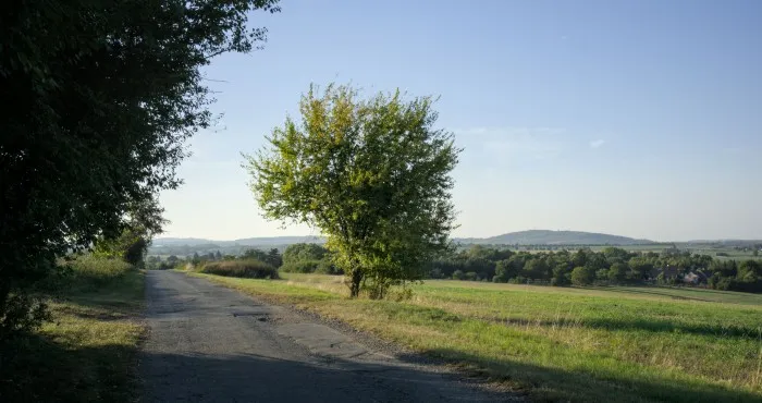 Eine alte, schmale, geteerte Straße kommt von links in das Bild durch eine Landschaft voller Wälder und Felder. Mittig im Vordergrund ein einzelner junger Baum. Weit im Hintergrund steht ein einsamer Berg.