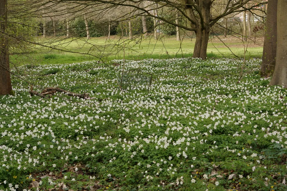 Ein Teppich aus zahlreiche kleinen, weiß blühenden Buschwindröschen bedeckt den Boden einer Parkanlage.