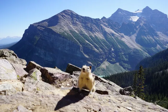 Ein Streifenhörnchen blickt frech in die Kamera in der Mitte des Bildes. Es ist unscharf, denn das eigentliche Motiv ist die Riesige Gebirgskette, die sich hinter ihm aufbaut. Die Berge sind weit weg und erscheinen blau.