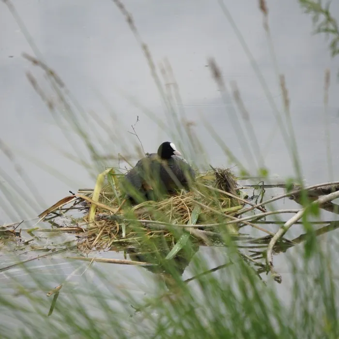 Ein Blässhuhn sitzt in seinem Nest am Rand der Donau. Im Vordergrund sind unscharfe Schilfpflanzen zu sehen.