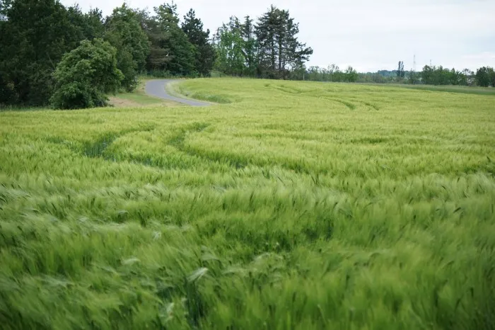 Ein grünes Roggenfeld, durch das sich der Wind drängt. Weiter hinten ist der Radweg am Feldrand zu erkennen.