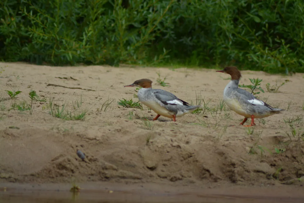 Zwei Enten mit schmalem, braunen Kopf und grau, weiß, schwarzem Gefieder laufen auf Sand.