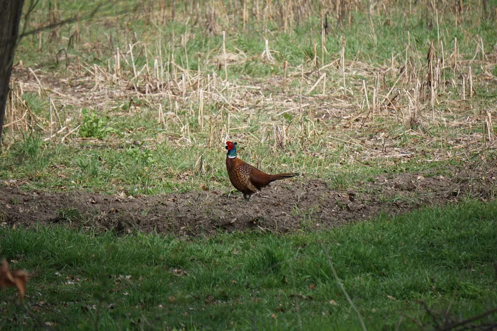 Ein Fasan mit rotem Kopf, gelbem Schnabel, blauem Hals und braunem-weißem Gefieder läuft über eine kurze Wiese