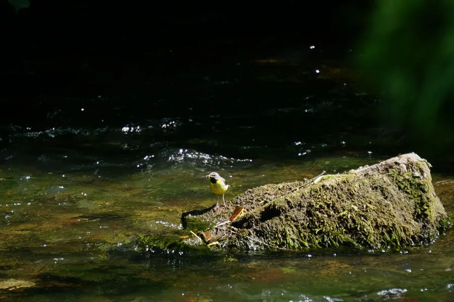 Eine Gebirgsstelze mit Libelle im Mund auf einem Stein im Avon Fluss.