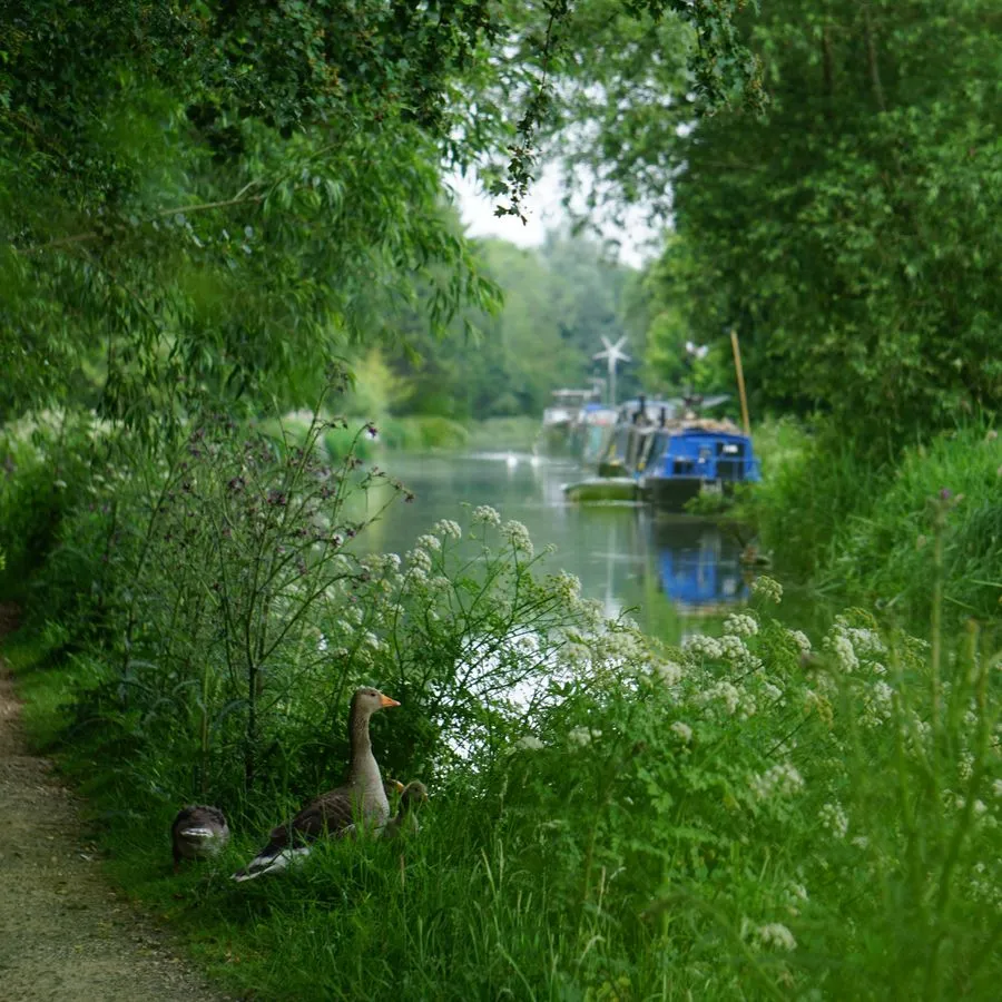 Grüne Sträuche und Bäume umranden den Kennet Kanal. Im Vordergrund verstecken sich Gänse im grün. Im Hintergrund liegen lange, schmale Kanalboote an.