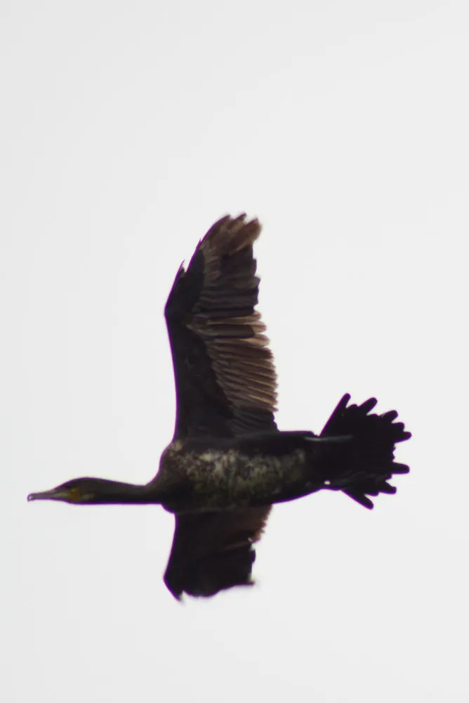 Nahaufnahme eines Komorans im Flug. Dunkles Gefieder, weit gestreckte Flügel.
