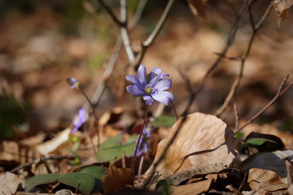 Eine kleine lilane Blume wächst auf totem Laub