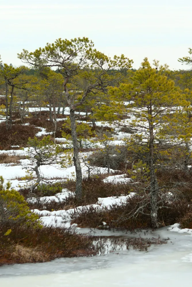 Kleine grüne Nadelbäume wachsen auf einem roten, aber eingeschneitem und vereistem Moor.