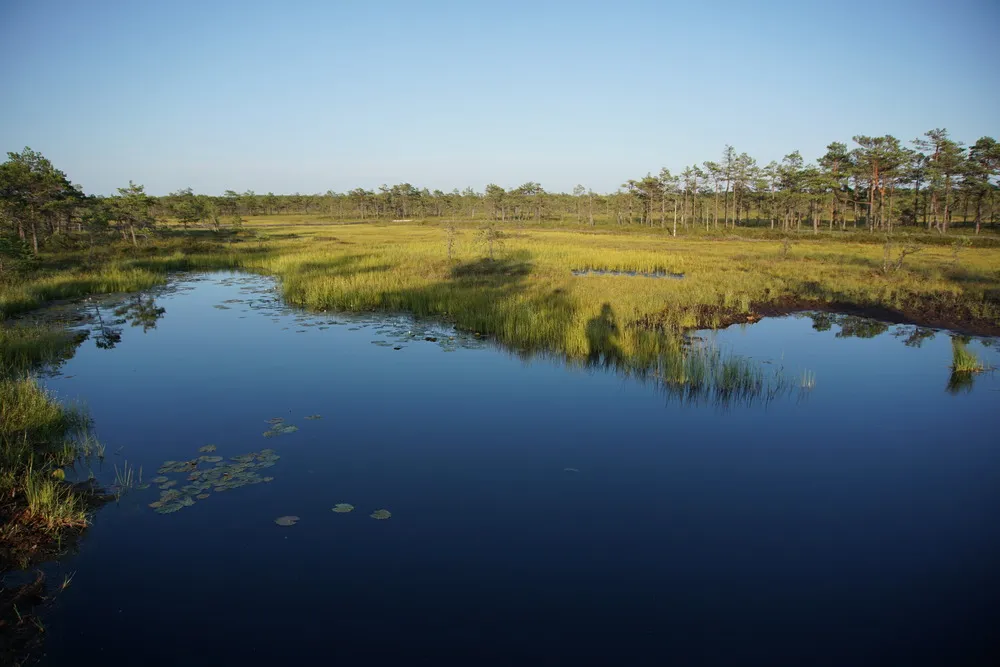 Das Himmelsblau spiegelt sich in einem glatten Moorsee, umgeben von grünem Moorgewächs und niedrigem Wald.