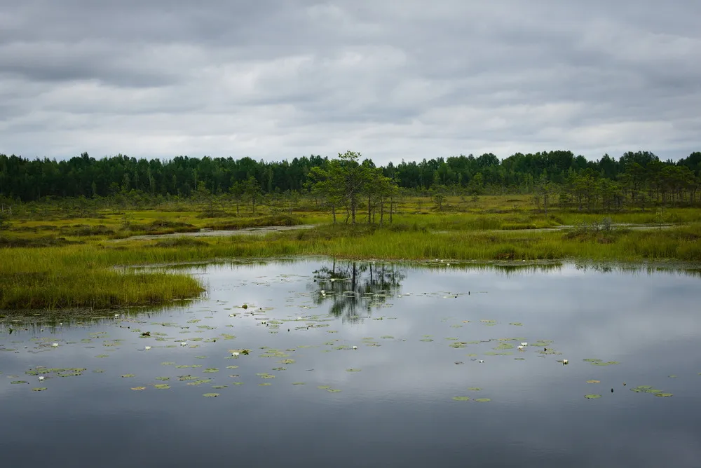 Eine kleine Gruppe kleiner Nadelbäume spiegeln sich im glatten Wasser eines Sees in einem grünen Moor. Stark bewölkter Himmel.