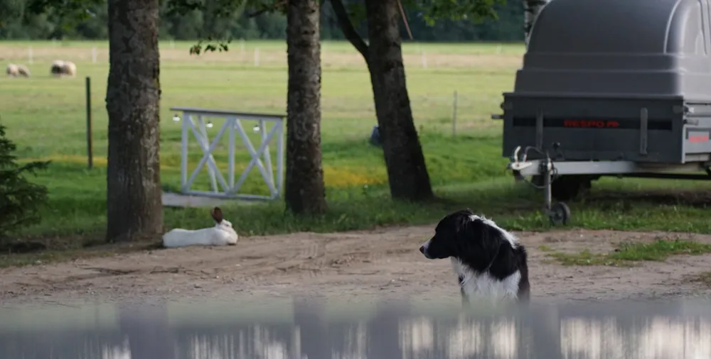 Ein schwarz-weiß gescheckter Hund beobachtet einen gigantischem weißen Hasen im Hintergrund, der ein Nickerchen hält.