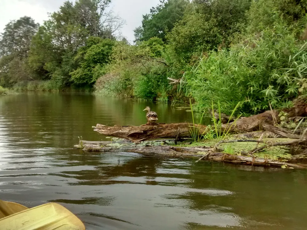 Eine Ente genießt die Sonne auf eine Stamm am Flussufer.