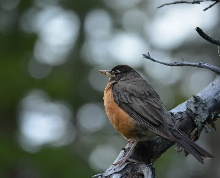Ein Vogel mit orangenem Bauch und dunkelbraunem Rücken sowie schwarzem Kopf auf einem Ast. Etwa so groß wie eine Meise.