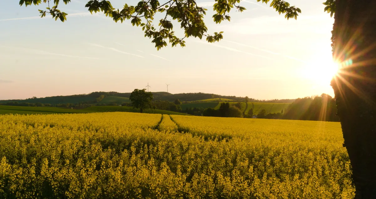 Sonnenuntergang über einem knallgelben Rapsfeld.