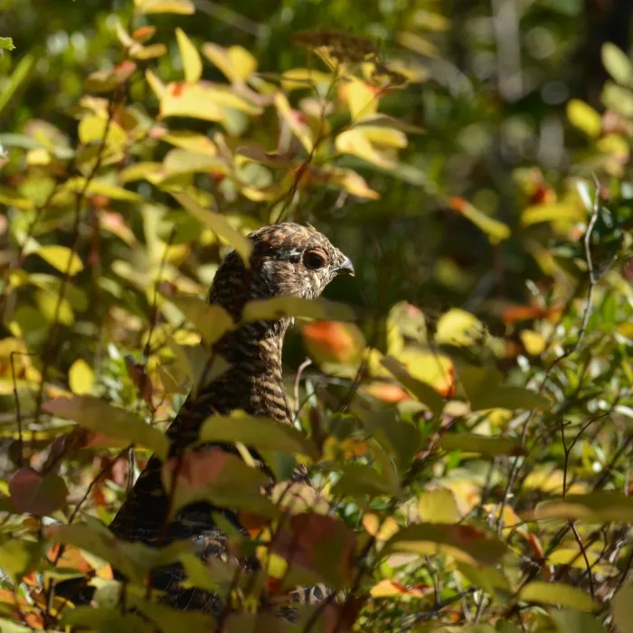Der Kopf eines Rebhuhns, kaum sichtbar im üppigen Grün der Büsche, wirft einen geringschätzigen Blick auf die Linse des Fotografen.
