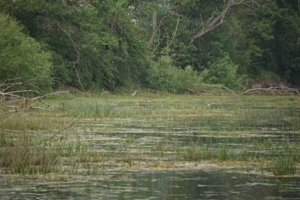 Ein Sumpfiger See, ein Altwasser der Elbe. In der Ferne sucht ein Reiher nach Fischen und ein paar Enten nach Algen.