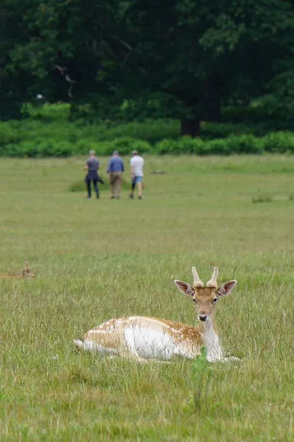 Ein Hirsch liegt im Vordergrund auf einer Wiese. Im Hintergrund laufen 3 Menschen durch die Landschaft.
