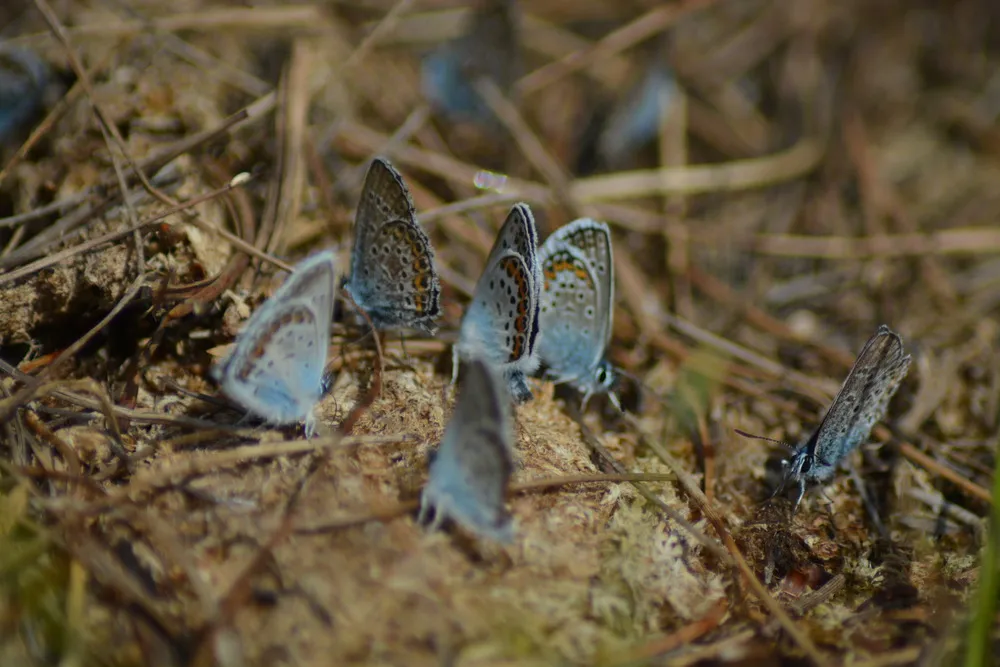 Sechs kleine blaue Schmetterlinge auf trockener Erde.