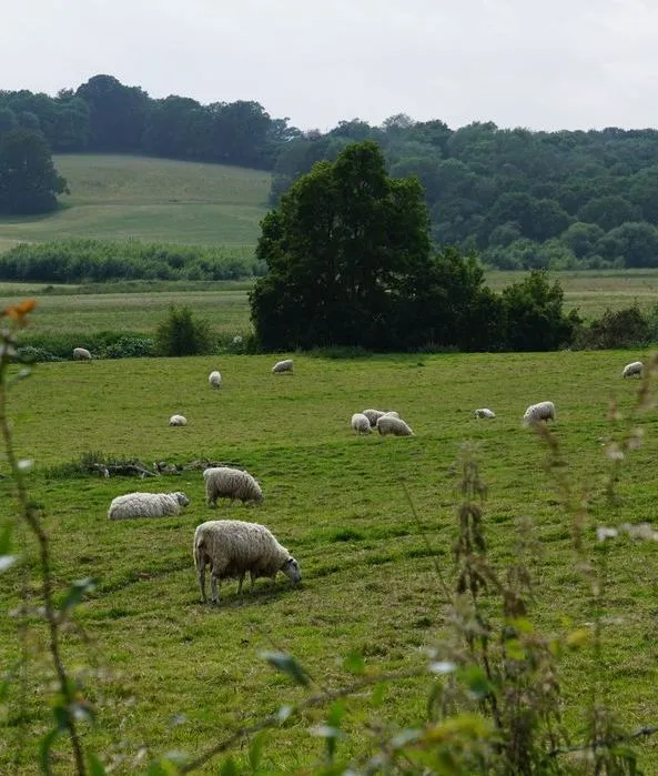 Eine Schafherde grast in einer grünen hügeligen Wiesenlandschaft. Ein paar Bäume sind ebenfalls zu sehen.