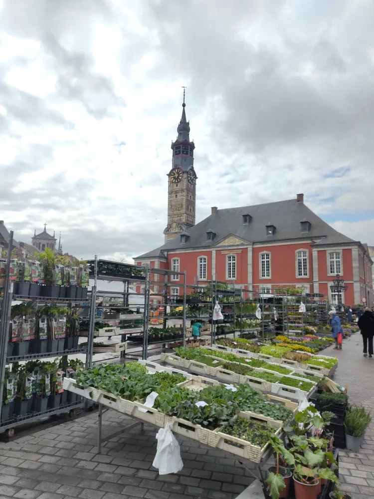 Grüne Pflanzen werden auf einem Stand auf dem Marktplatz verkauft. Im Hintergrund steht ein rotes Altstadthaus mit hohem Turm