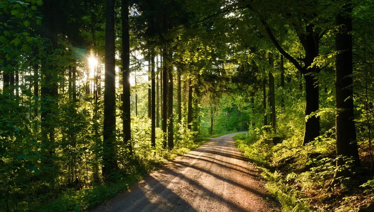 Sonnenaufgang im Wald. Die Baumstämme werfen lange Schatten zwischen dem roten Sonnenlicht auf den Schotterweg.