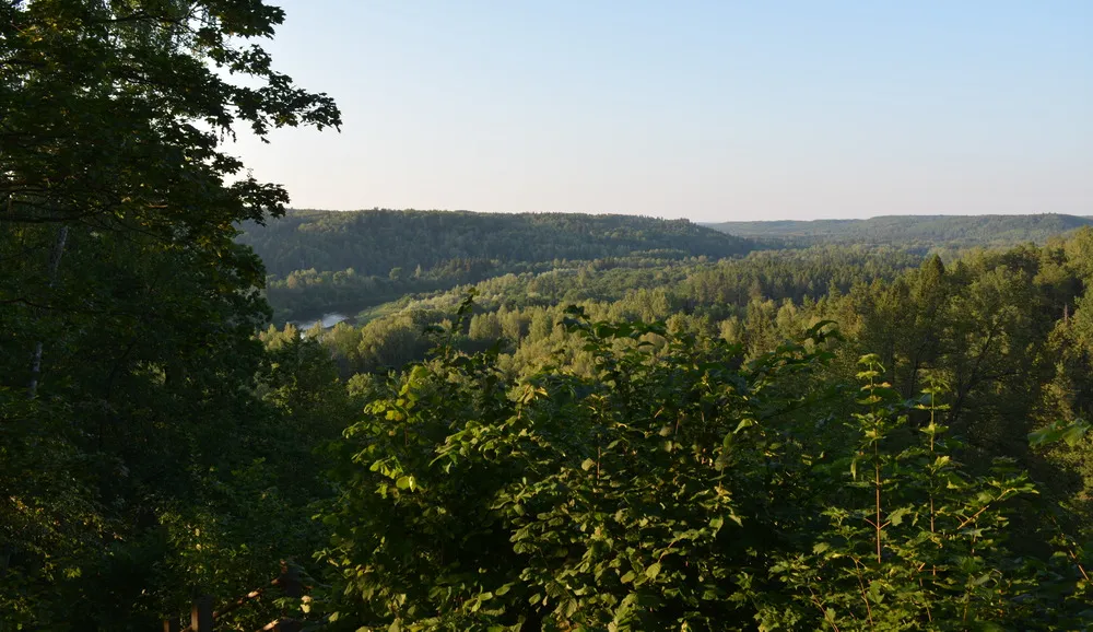 Weiter Blick in eine offene, grüne Waldlandschaft mit einem Fluss.