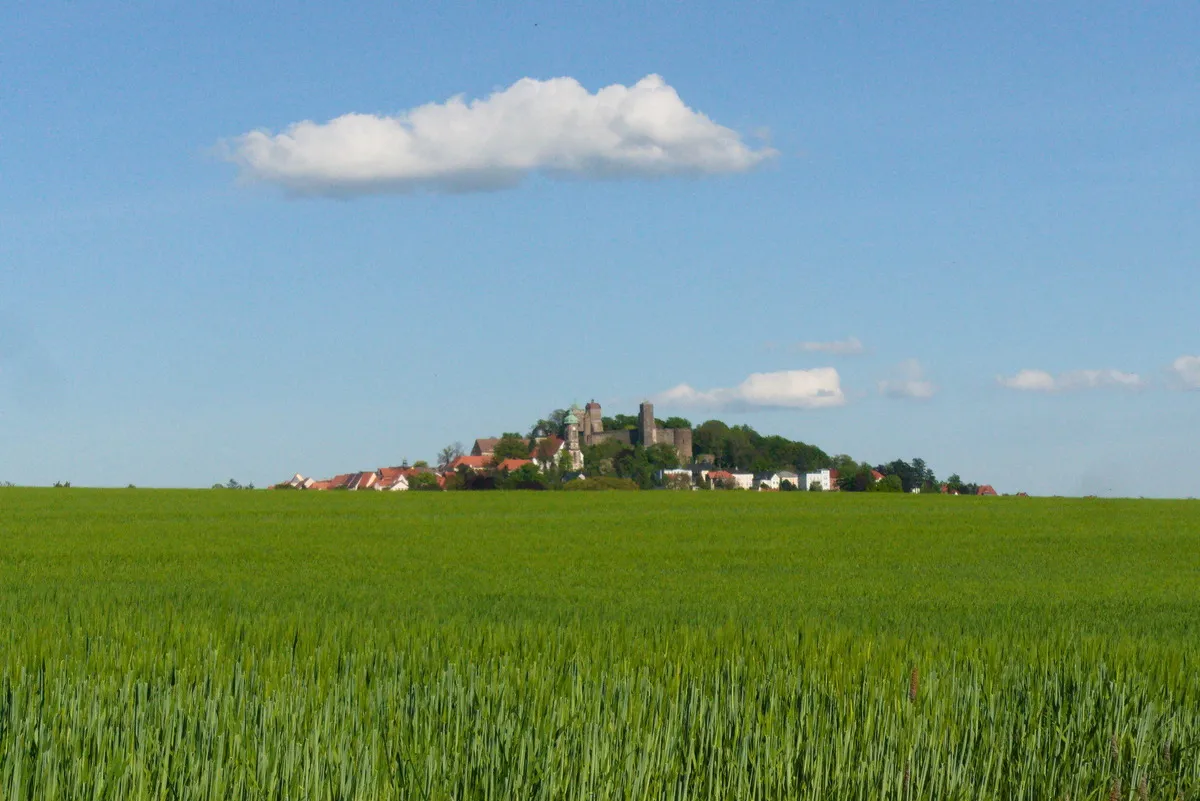 Blick auf Burg Stolpen auf einem kleinen Hügel umgeben von jungen Weizenfeldern. Eine einzelne Wolke ist genau über der Burg zu sehen.