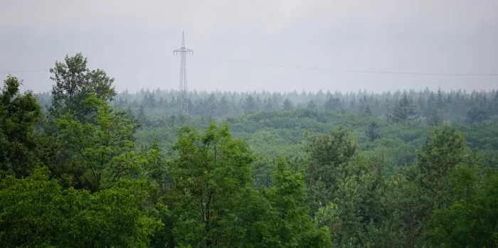 Blick in einen verregneten Wald, durch den eine Stromleitung verläuft.