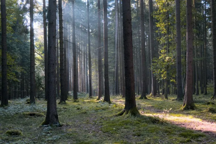Die Morgensonne drängt sich durch das dichte Laub der Nadelbäume auf einen aufgeräumten Waldboden.
