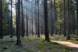 Sonnenstrahlen scheinen in einen leeren Nadelwald