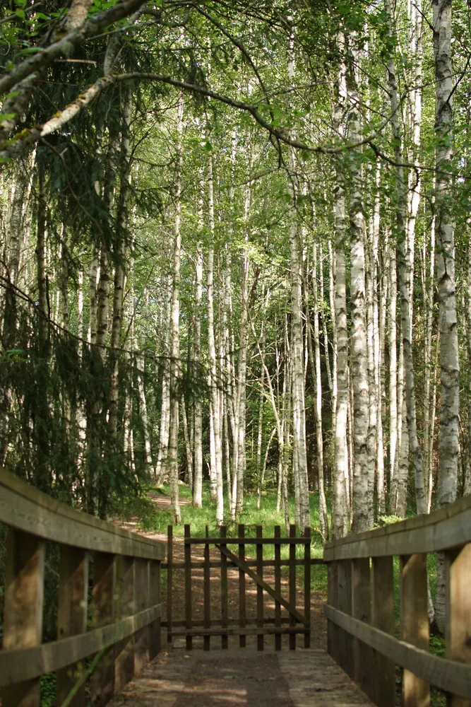 Ein verschlossenes Holztor versperrt den Weg von einer Holzbrücke in einen hell leuchtenden Birkenwald.