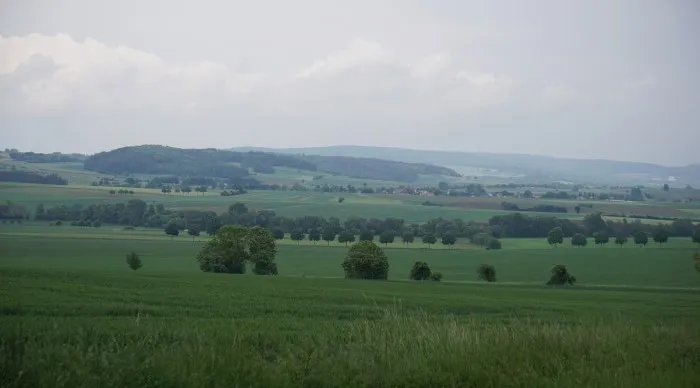 Blick auf ein grünes Feld mit einzelnen Bäumen. In der Ferne durchschneidet eine Allee die Landschaft.