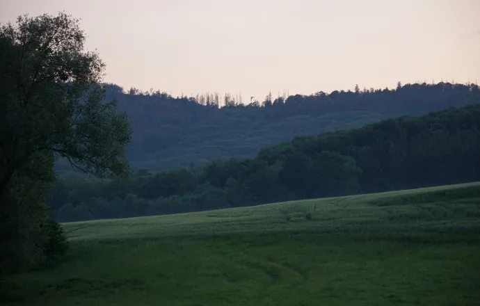 Späte Abendstimmung am Waldrand im Weser-Bergland.